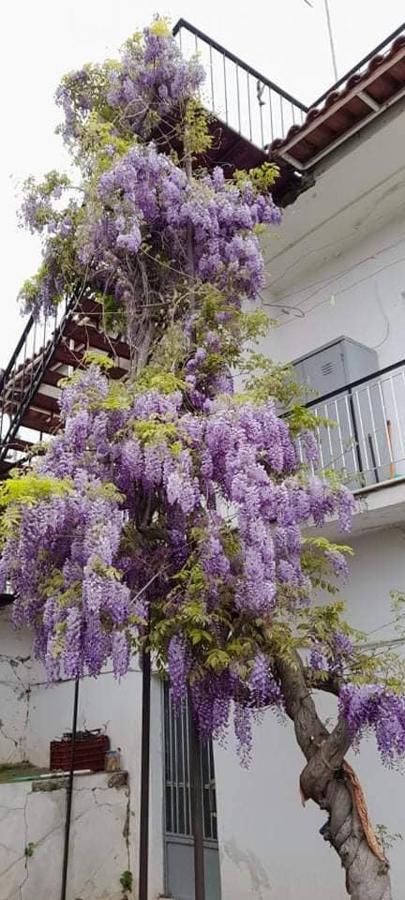 Vacation House Dionysia Aigio Exterior foto